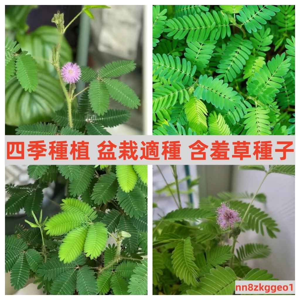 🔥【含羞草種子】 四季種植 奇趣植物易種花卉種子陽臺室內盆栽種籽