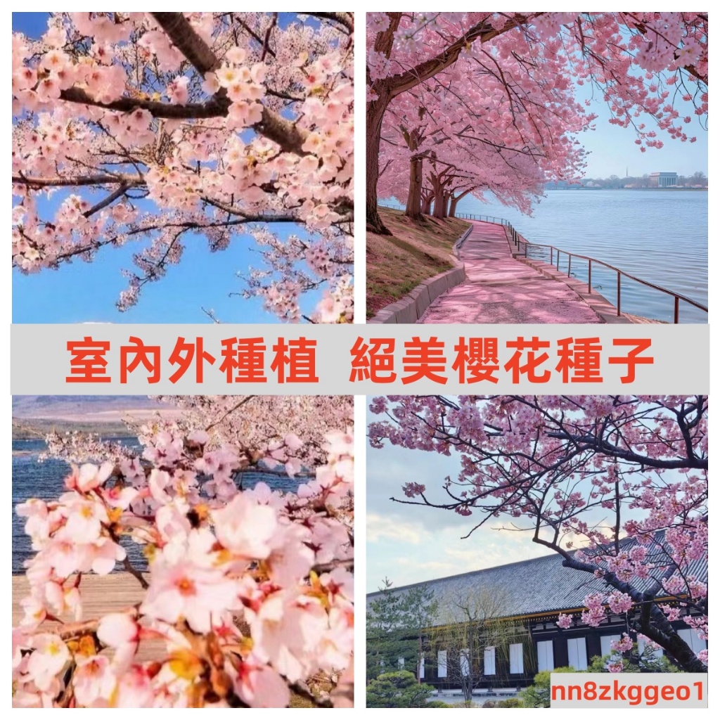 🔥【日本櫻花種子】 超低價 四季開花 林木花卉種子室內外桌面觀花盆栽 種子