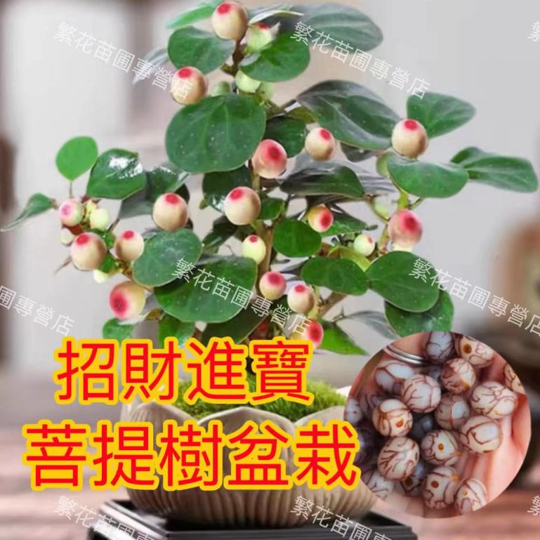 💥💥【菩提樹盆栽 樹苗 種子】好運來菩提樹盆栽 招財運植物 菩提種苗菩提子種子小盼菩提樹種子 桌面盆植物 智慧樹盆栽種子