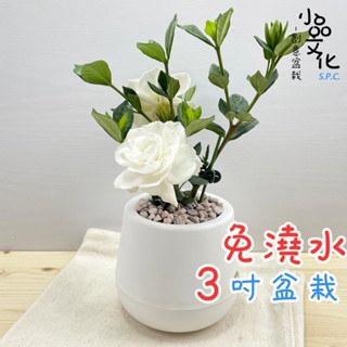 【小品文化】梔子花【現貨】3吋雪胖免澆水盆栽 室內植物 室內盆栽 懶人盆栽 水培植物 水培盆栽 室內盆栽 開花植物