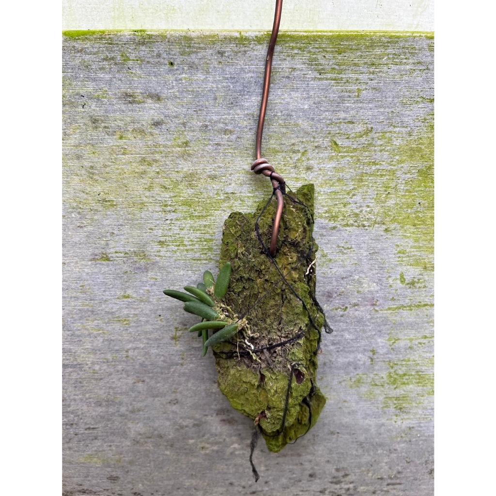 噢葉design  "Dendrobium prenticei 小黃瓜石斛蘭"  蘭花、塊根植物、圓葉花燭、蔓綠絨