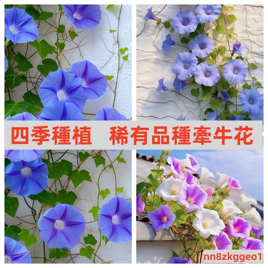 🔥【爬藤七色喇叭花種子】 稀有品種牽牛花 超多 四季易種 超低價 牽牛花種子 垂吊盆栽