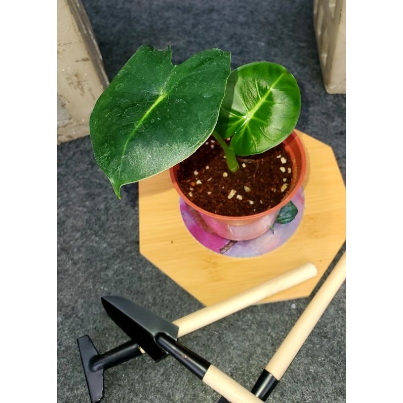 圓葉(丸葉)絨葉觀音蓮Alocasia
micholitziana round
type