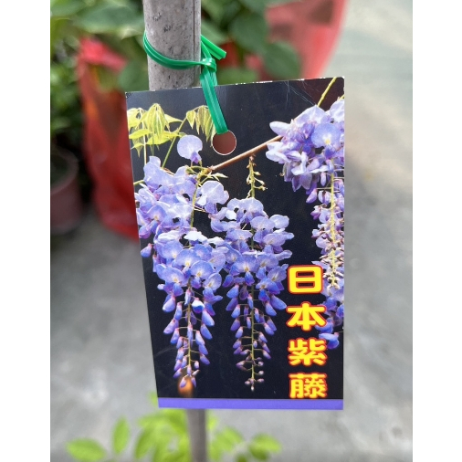 一禪種苗園-紫藤花是日本的古生植物之一&lt;日本紫藤-A級&gt;豆科紫藤屬的植物-4.5吋盆/花可提煉芳香油