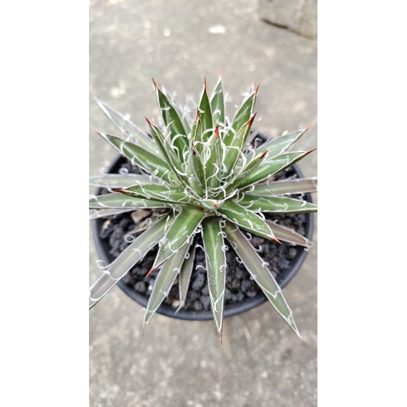 特價：瀧之白絲側芽 Agave 龍舌蘭 2吋