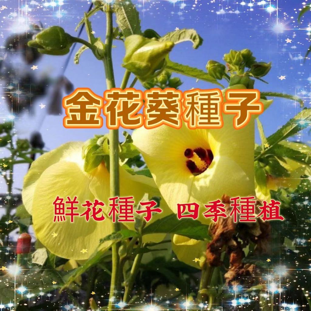 【買二送一】金花葵種子 金花葵種子 蔬菜種籽菜芙蓉野芙蓉秋葵材食用花卉觀賞美觀庭院菜