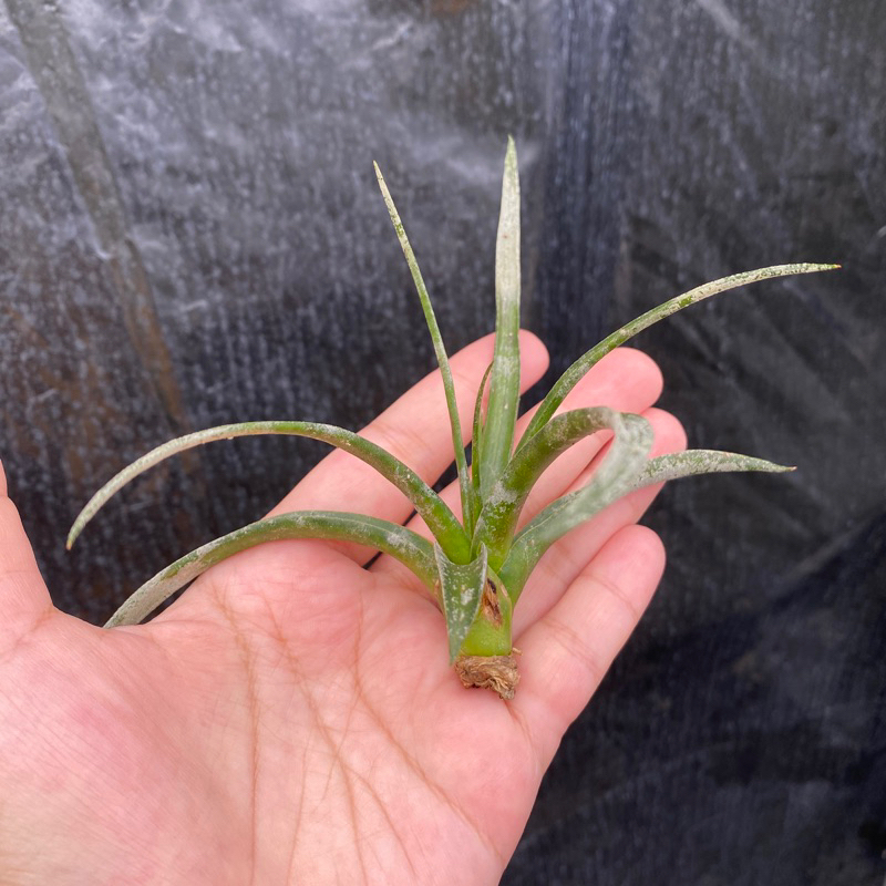 霸王鳳 Tillandsia xerographica 空氣鳳梨