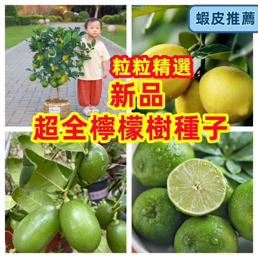 檸檬種子 柑橘種子 沃柑橘 手指檸檬 台灣香水檸檬種子 四季種植盆栽地栽 生長旺盛 果實豐碩 水果種子