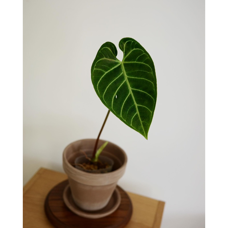 【Oh Root Root】皇火鶴 火鶴 花燭 Anthurium Regale