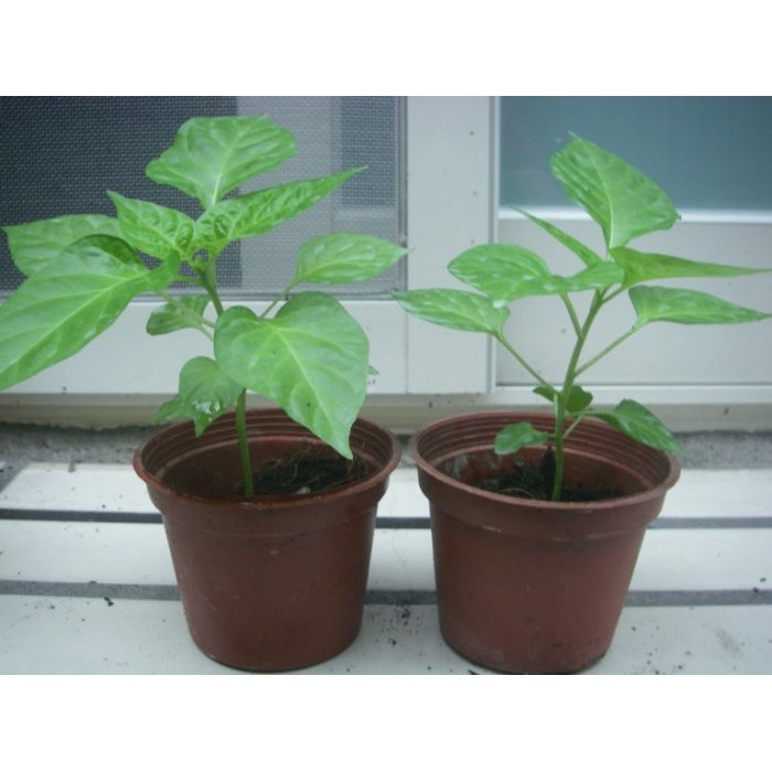 ↖查拉皮塔  Aji Charapita 辣椒　(種苗) 稀有  珍貴辣椒2.5吋盆1棵350元　特價↗