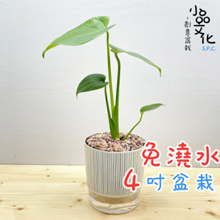 【小品文化】龜背竹【現貨】4吋仿瓷免澆水盆栽 室內植物 室內盆栽 懶人盆栽 水培植物 水培盆栽 室內盆栽 觀葉植物