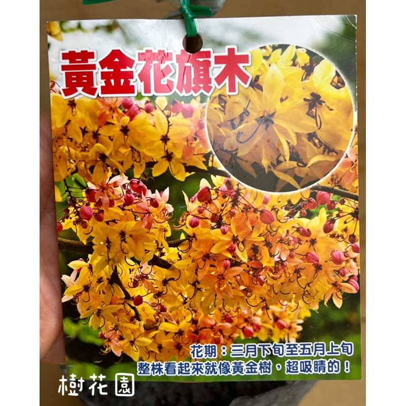 樹花園～黃金花旗木、嫁接、泰國櫻花、花旗木