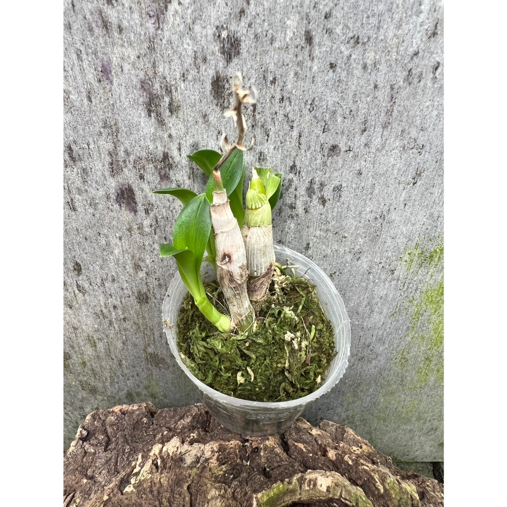 噢葉design "Dendrobium delacourii 小豆苗石斛"   蘭花、塊根植物、圓葉花燭、蔓綠絨