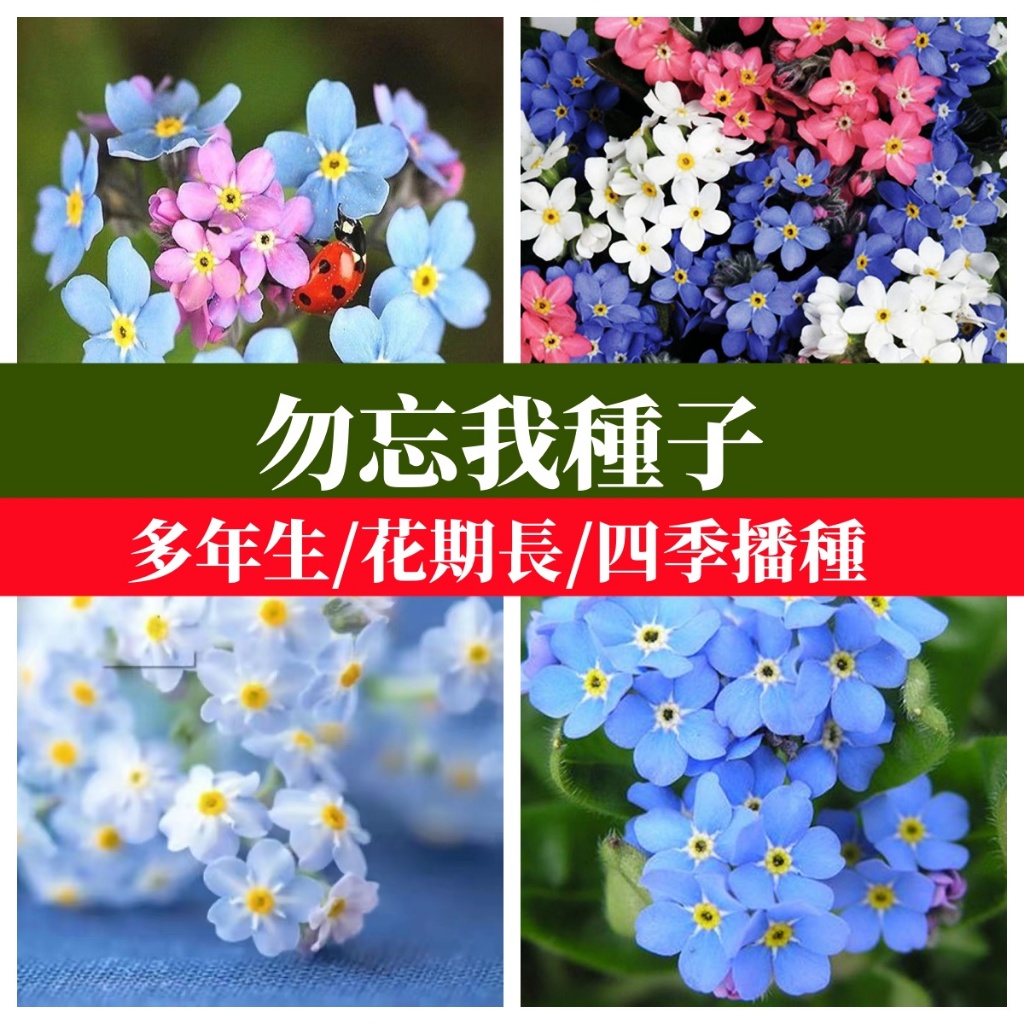 🌼勿忘我花卉種子 四季易種驅蚊多年生勿忘草庭院陽台盆栽觀賞開花機器四季都可種植新手好養