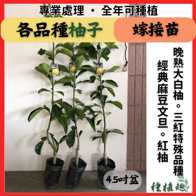 ［種植趣］文旦 柚子 新品種 全紅文旦 紅皮紅肉 麻豆文旦柚 大白柚 西施柚 紅文旦 紅柚 紅鶴文旦 三紅蜜柚 果樹 苗