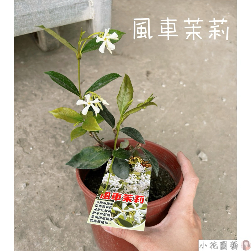 小花園藝 風車茉莉 4-5吋盆 $240