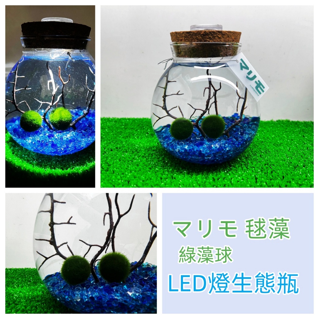 🍀綠藻球🍀マリモ 毬藻 MARIMO 綠藻球 (1~1.5公分) +(LED生態瓶-白燈-  10X11公分)神經病水族