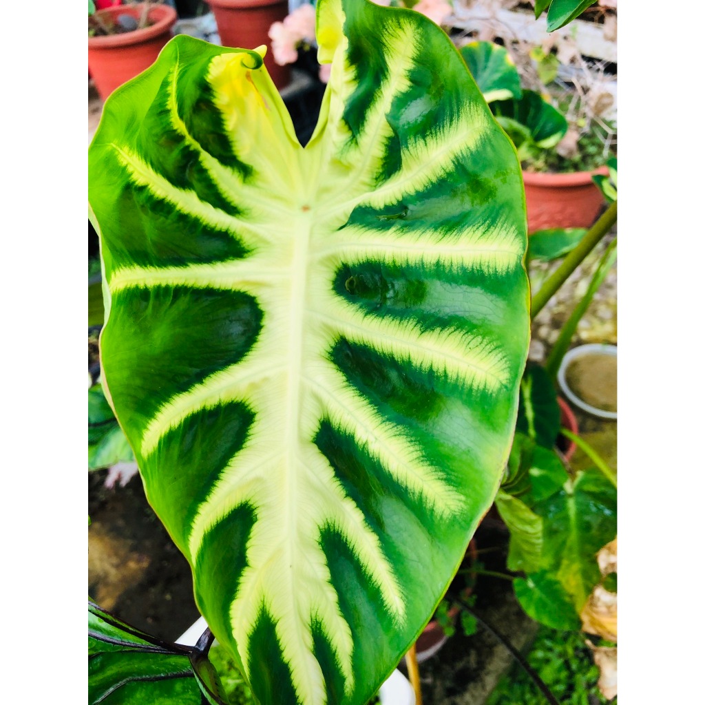 《摩西保羅》夏威夷櫻桃 水芋 觀葉植物 超級美斑葉脈 5-6吋盆大 穩根