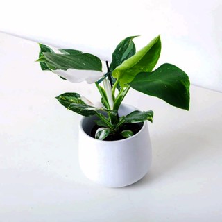 白巫師蔓綠絨（Philodendron White Wizard）天南星科 蔓綠絨 觀葉 雨林 斑葉 綠植