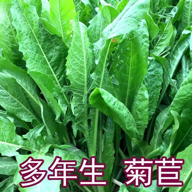 菊苣種籽大葉多年生兔子草種豬牛魚鷄鴨鵝愛喫的養殖四季牧草種子【臺北花花園藝種子店】