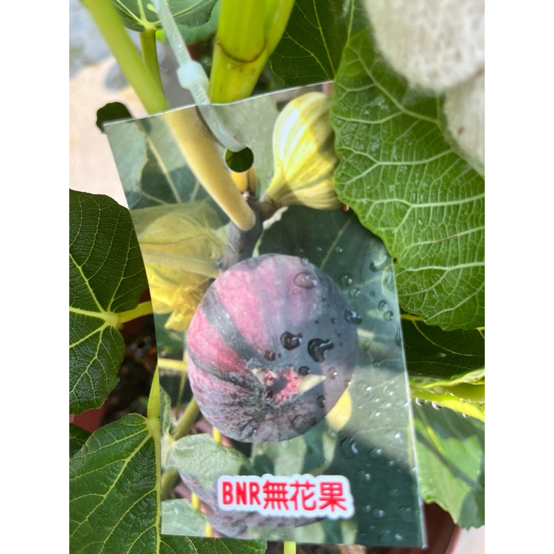 霏霏園藝   BNR無花果無花果特價450元8吋盆掛果