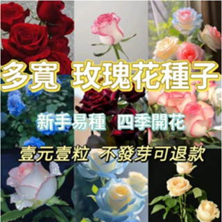 玫瑰花種子 濃香玫瑰花種子 新手易種 玫瑰花種子 四季開花 庭院陽台 花卉盆栽耐寒