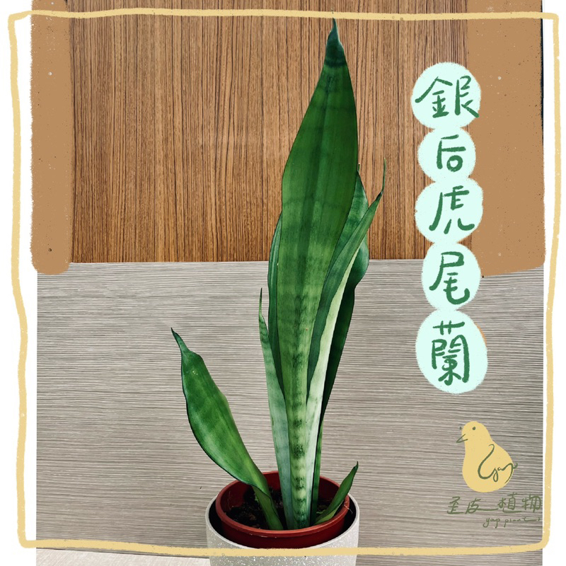 ●歪皮植物●銀后虎尾蘭|白玉虎尾蘭 小品植物 居家植物 新手友善 寵物友善 室內植物 禮物