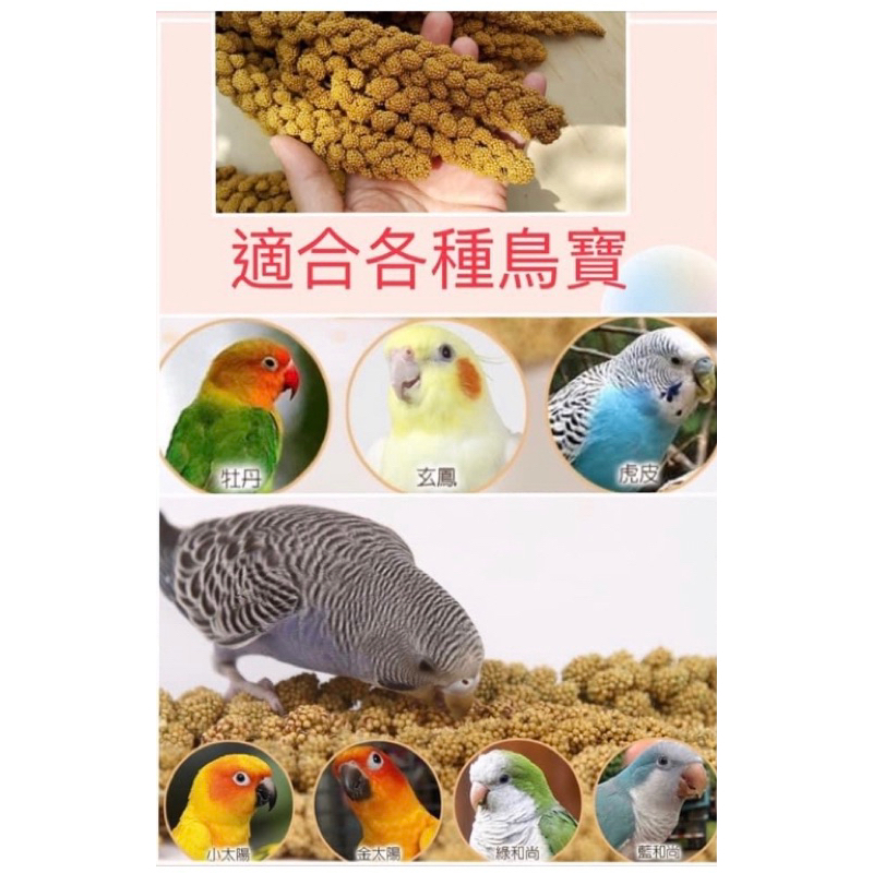 *鸚鵡小舖* 小米穗1公斤399元 米穗 小農自產自銷 品質看得見 產品最新鮮 鸚鵡鳥類鼠類的最愛點心