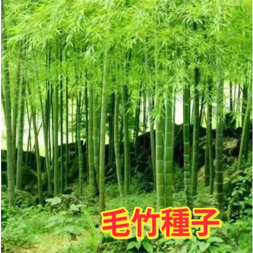 毛竹種子 雷竹食用竹筍種子 大型毛竹種子 青竹苗籽 楠竹剛竹種子 四季竹子
