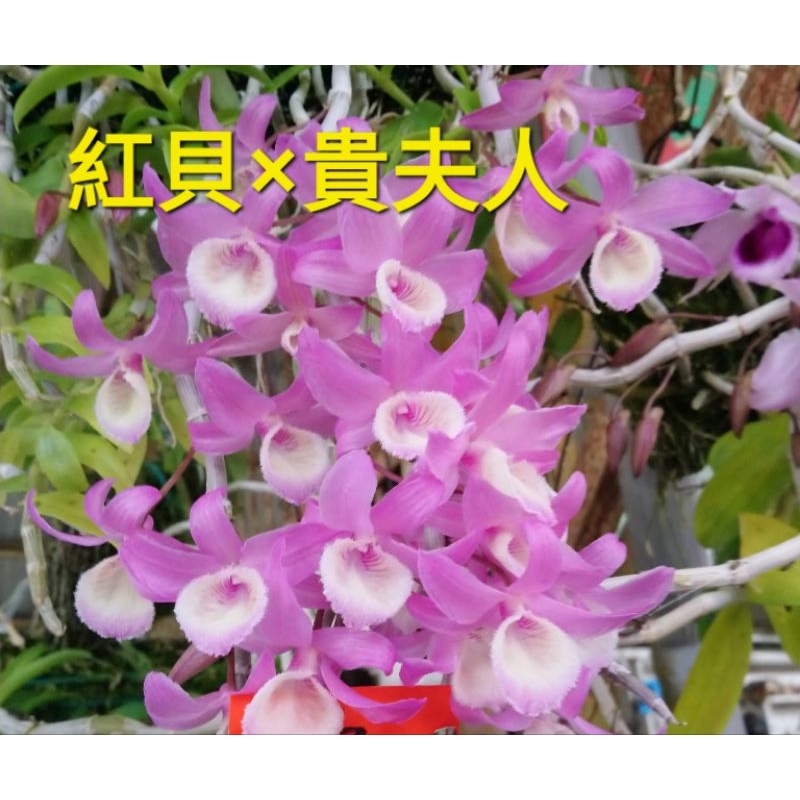 [超特價19]🌸紅貝×貴夫人石斛蘭 🌸花苗🌸春石斛