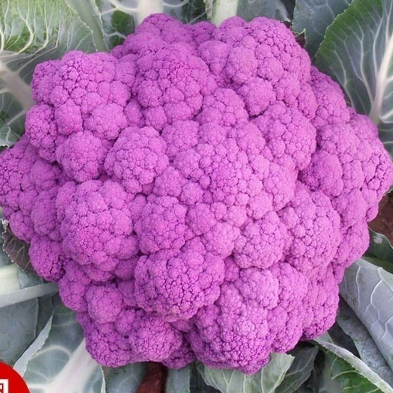 紫色花菜種子紫花菜種籽紫妃一號菜花種子紫紅花椰菜蔬菜種子大全【酷農種業】