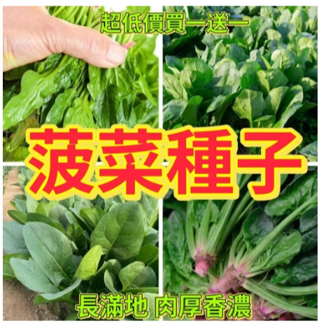 🔥菠菜種子🔥精選菠菜種子 大葉菠菜 小葉菠菜種子 趙高發芽箓耐熱菠菜籽種 四季秋季農家青菜種子蔬菜種子