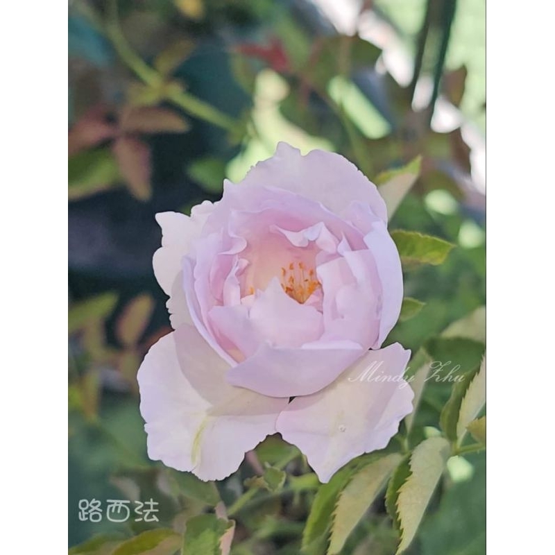 【花簇玫瑰園】 路西法 , 4吋玫瑰花小苗 , 花苗