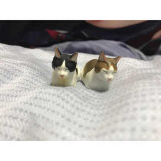 海洋堂 貓咪 貓 動物 寵物 公仔 玩具 模型 扭蛋 轉蛋