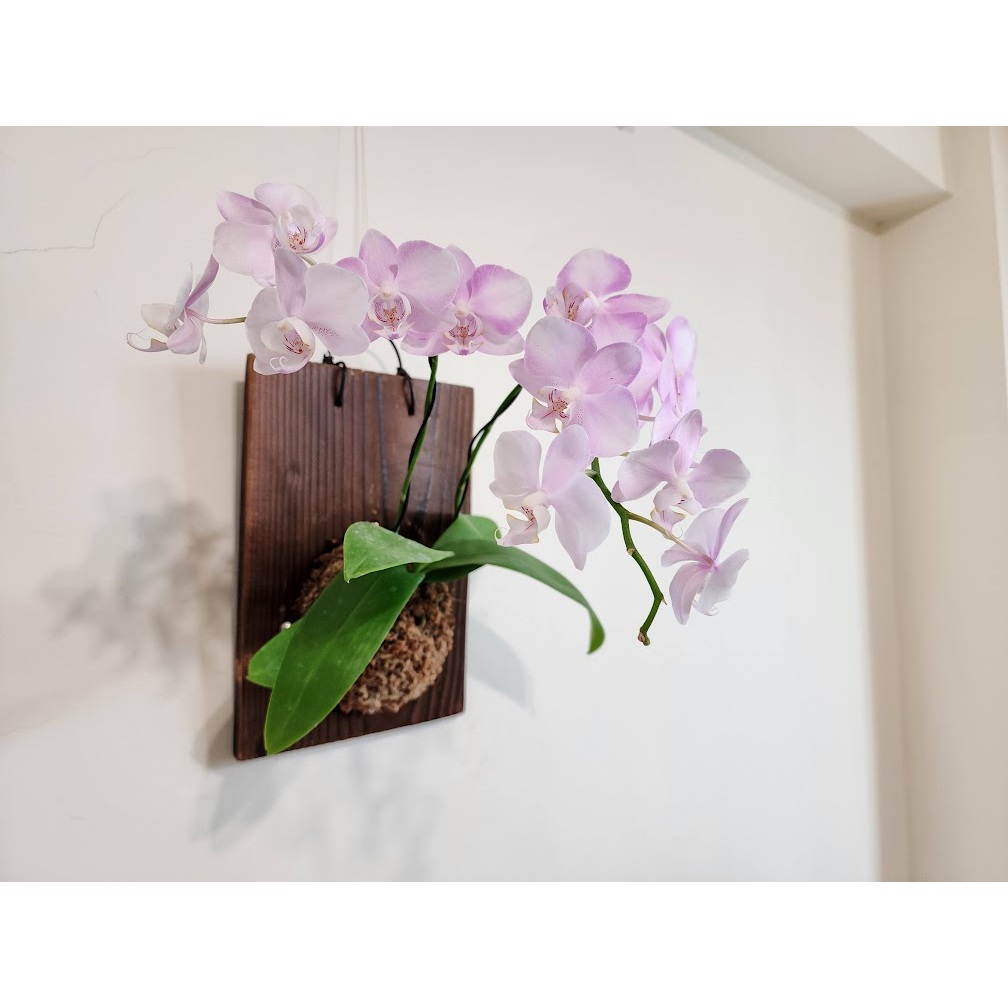 〈玫瑰蕨士〉小公主 x 濃情巧克力木板(約30*18公分) M size 上板植物 上板蘭花