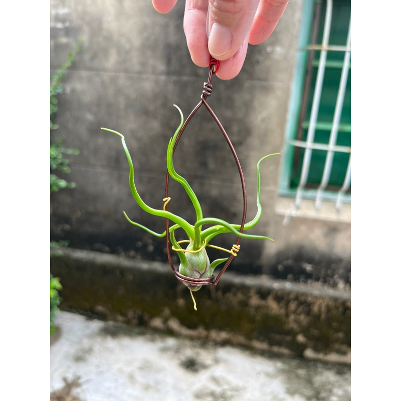 綠花園 空氣鳳梨 小章魚