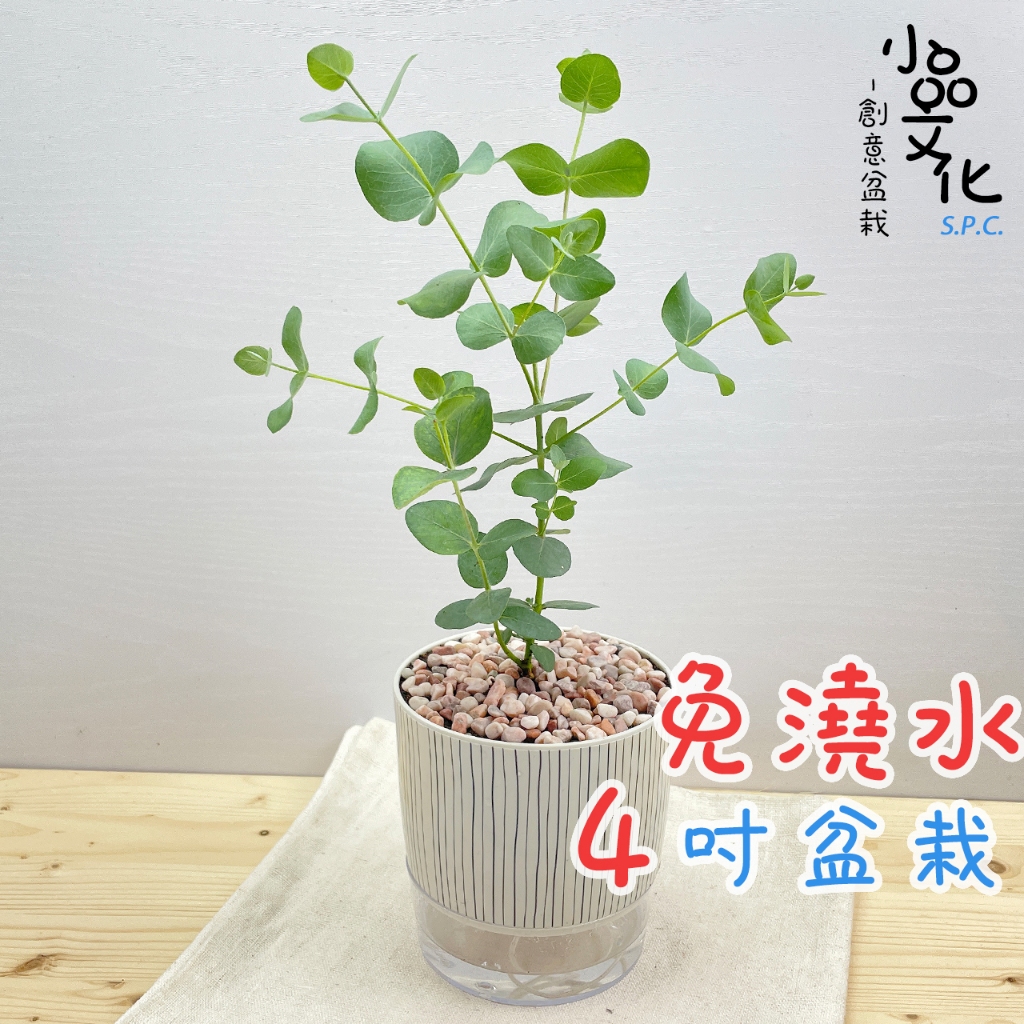 【小品文化】尤加利【現貨】4吋仿瓷免澆水盆栽 懶人盆栽 觀葉植物 室內植物 自動吸水 創意花盆 居家盆花