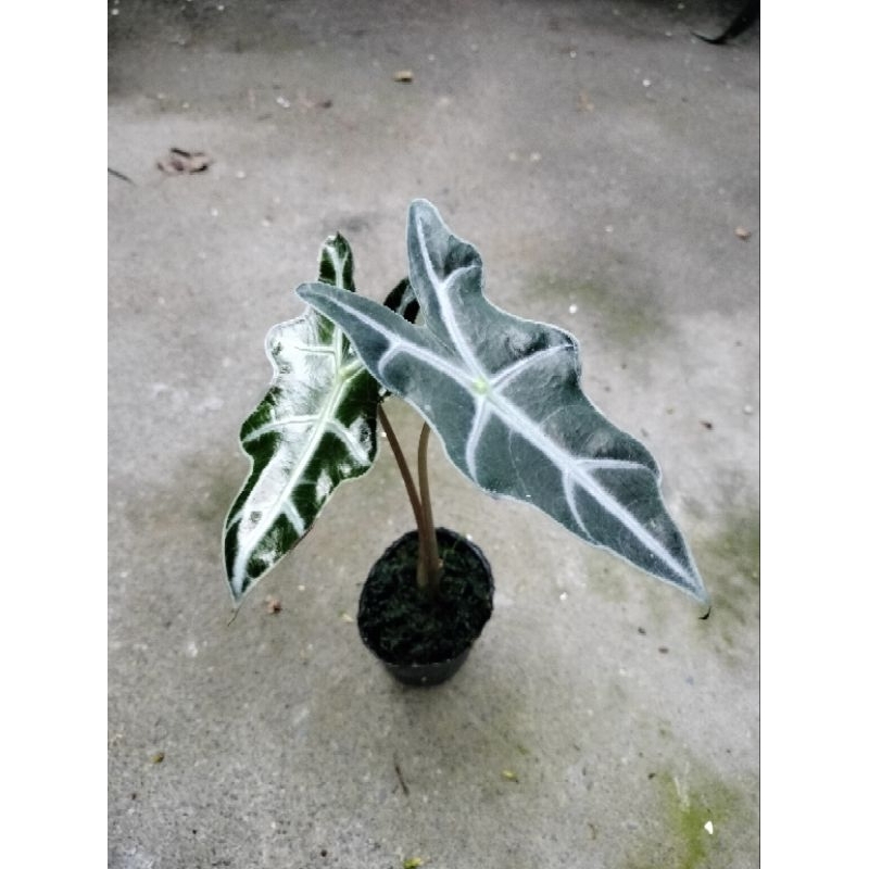 諾比觀音蓮Alocasia nobilis