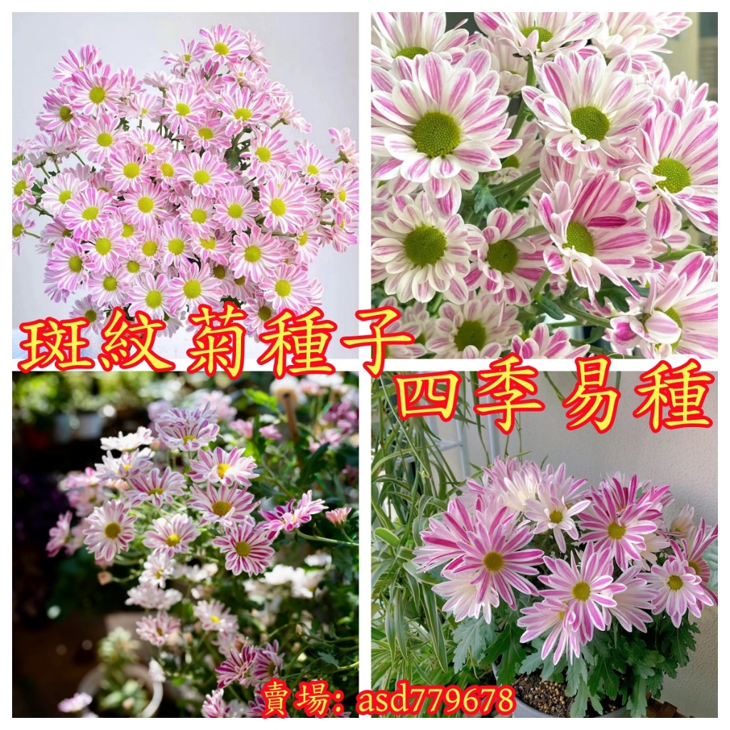 🌺【斑紋菊種子】 居家辦公室 觀賞種植 多色可選超常花旗 新手易種植