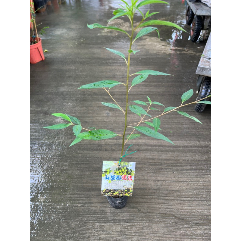 山胡椒（馬告）苗  辛香料植物