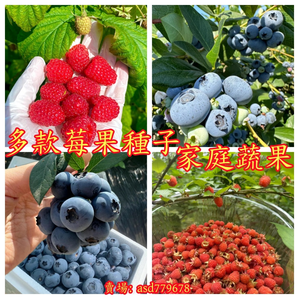 🌺【多款莓果種子】藍莓種子 樹莓種子 盆栽樹莓 野生樹莓 四季種植盆栽地栽 生長旺盛果實