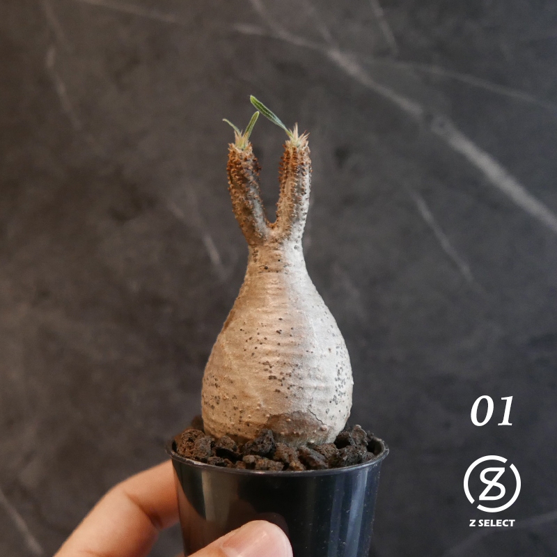 精選原產 象牙宮 Pachypodium gracilius 一物一拍