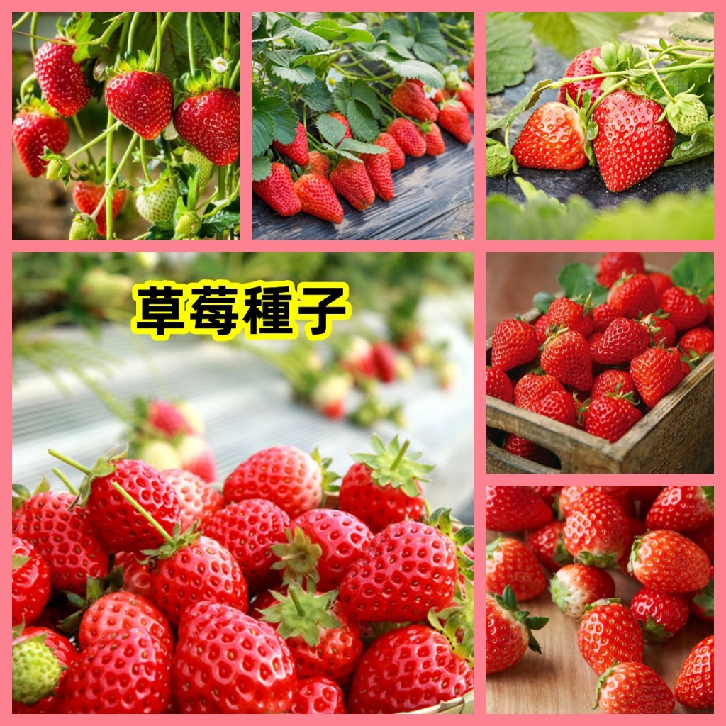 🔥【台灣草莓種子大全】 超低價 四季草莓 奶油草莓 白草莓種子 四季水果種子 高產種植 耐寒耐熱 易養活
