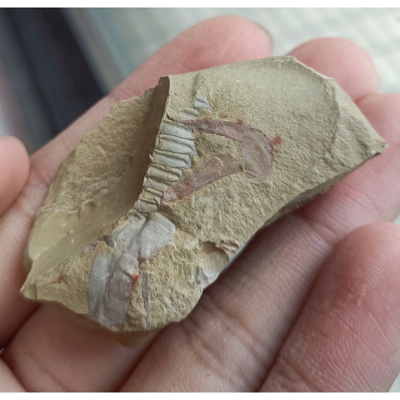 [程石] 中國澄江生物群_奇蝦類爪部化石