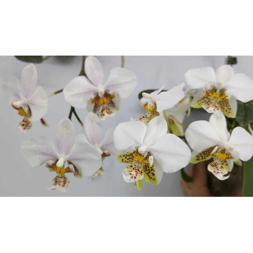 原生種蝴蝶蘭 Phal. stuartiana 史塔基蝴蝶蘭，售1.7吋實生苗