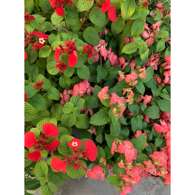 植plant & flower ~ 玉葉金花