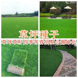 全網最低價 草坪種子 草坪草籽四季常青別墅公園綠化狗牙根馬尼拉地毯草黑麥草護坡草皮