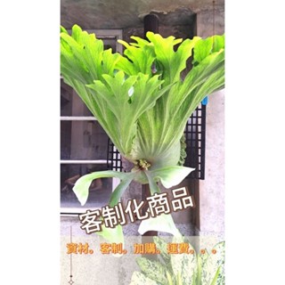 客制化加購區/加運區／鹿角蕨/苔球/上板植物/盆栽/園藝用品/木板/🌿漂流木手工蕨品坊🌿