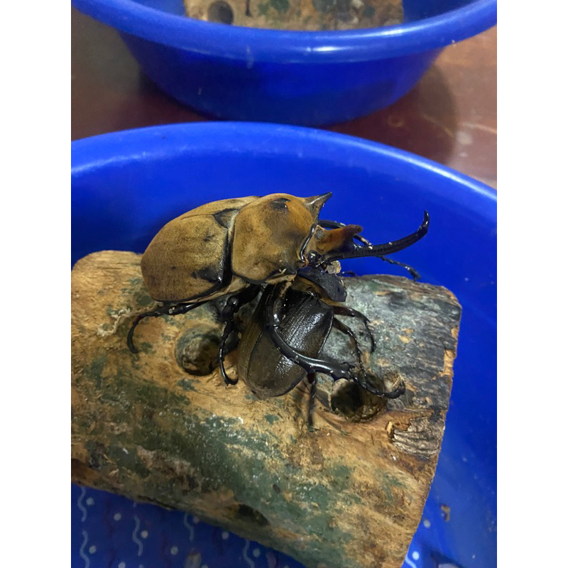 專屬賣場（毛象大兜蟲）成蟲