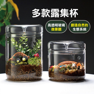 多種尺寸【生態迴圈X草葉日和】生態瓶 花瓶 露集杯（空缸）苔蘚 室內植物 水耕植物 生態缸 微景觀 玻璃花瓶 花器